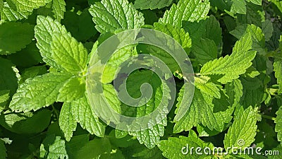 Fresh mint plant. Great for your health. Mentha plant. Stock Photo